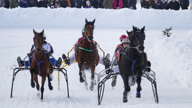 马雷斯卡的 马雷斯卡的